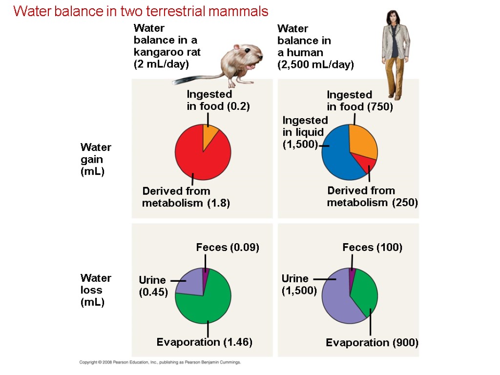 Water balance in two terrestrial mammals Water gain (mL) Water loss (mL) Urine (0.45)